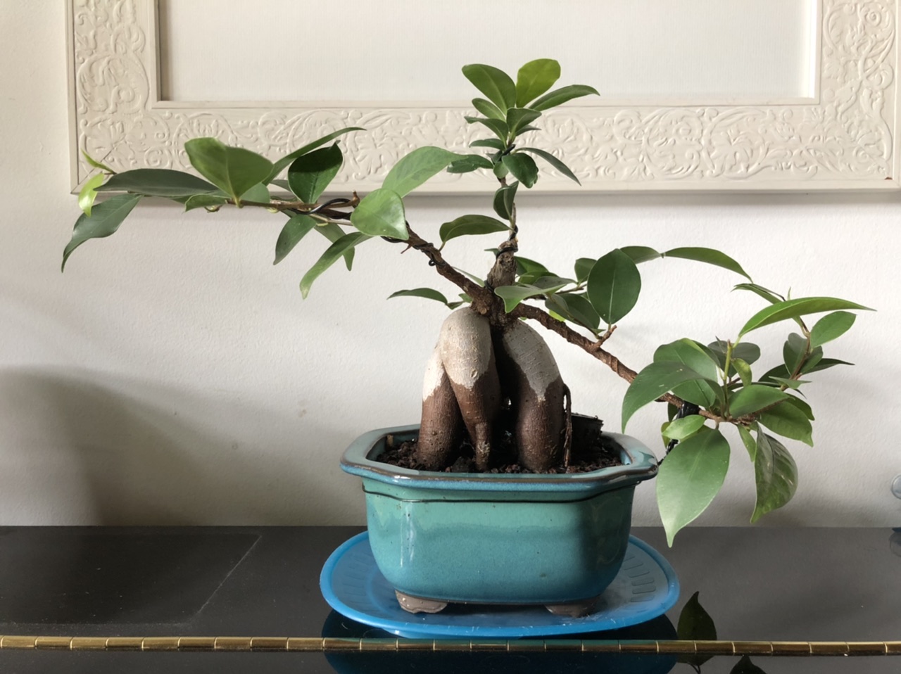 Photo du bonsaï : Ficus Ginseng #1
