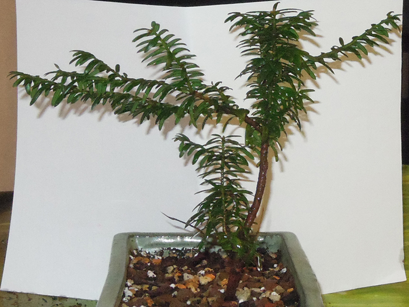 Photo du bonsaï : taxus