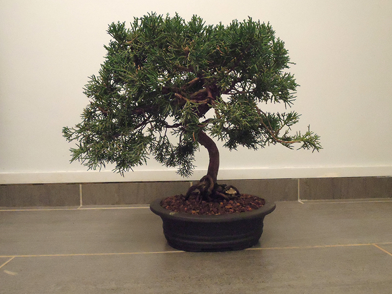 Photo du bonsaï : Junipérus