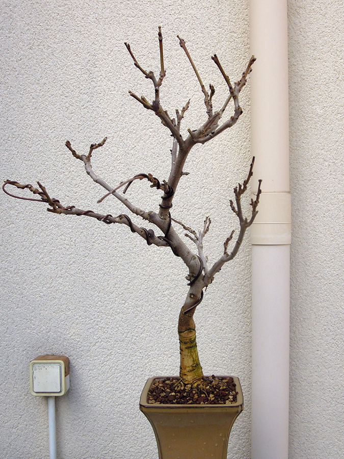 Photo du bonsaï : glycine japonaise