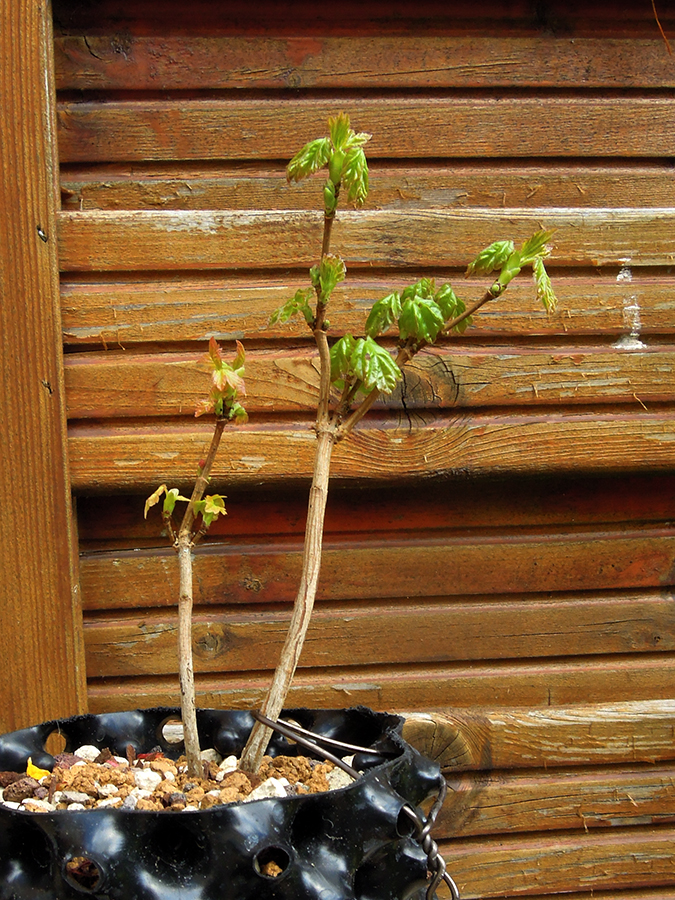 Photo du bonsaï : érable champêtre