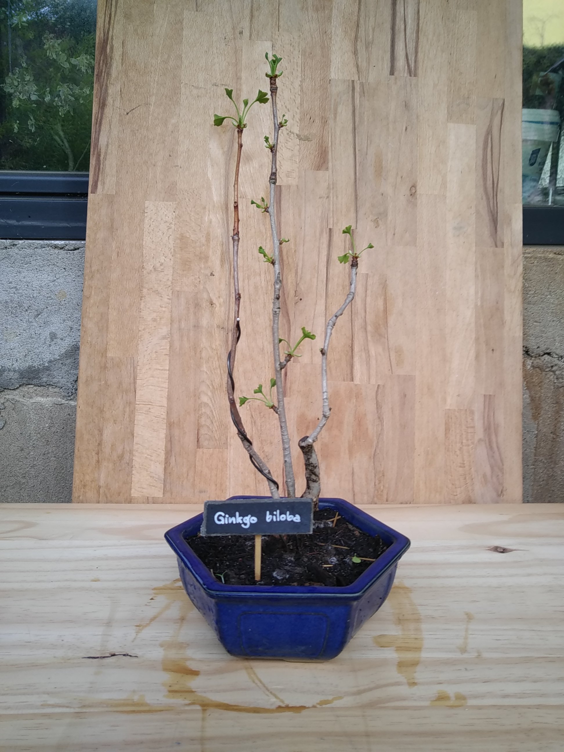 Photo du bonsaï : Ginko