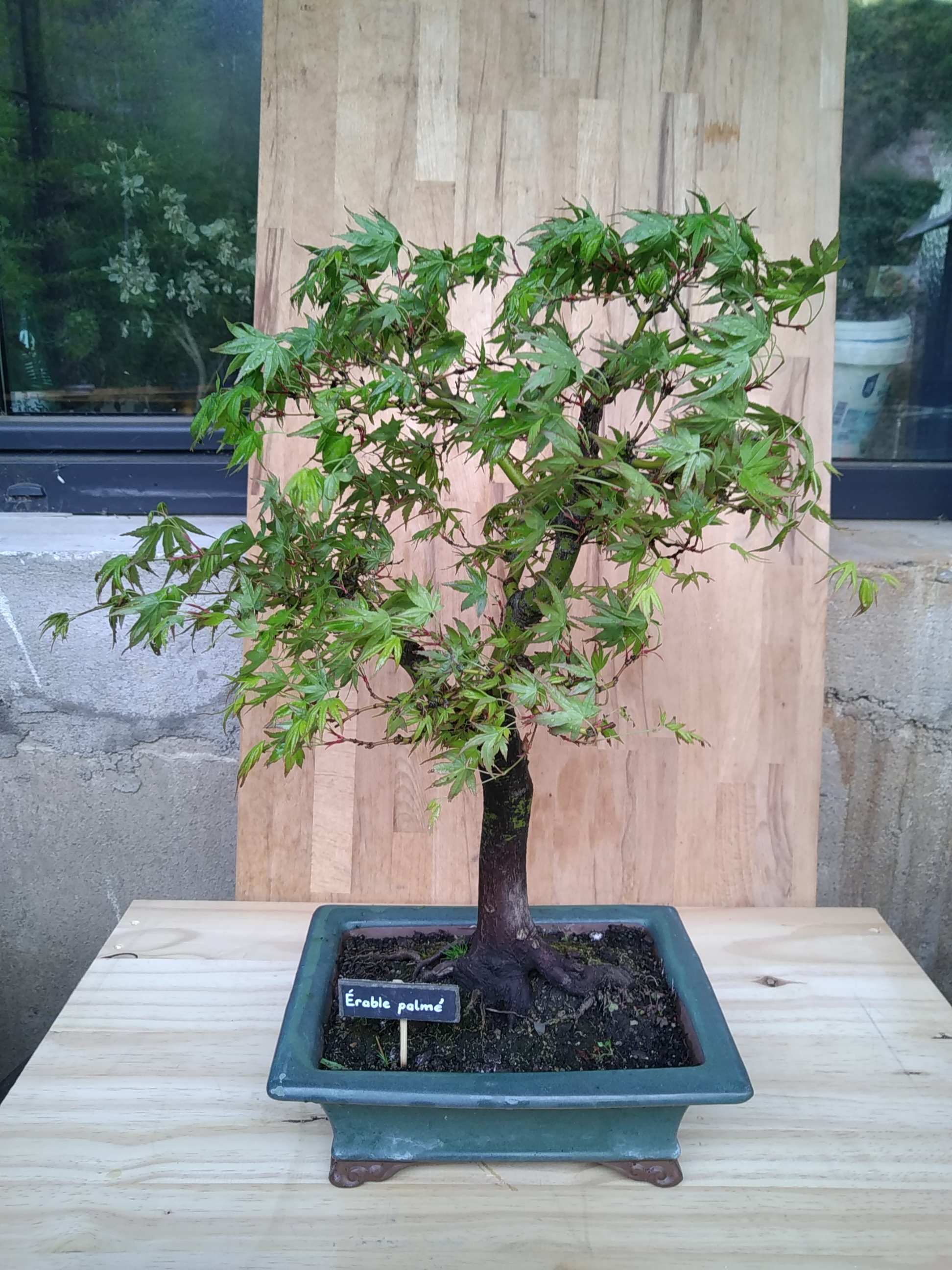 Photo du bonsaï : Erable palmé 01
