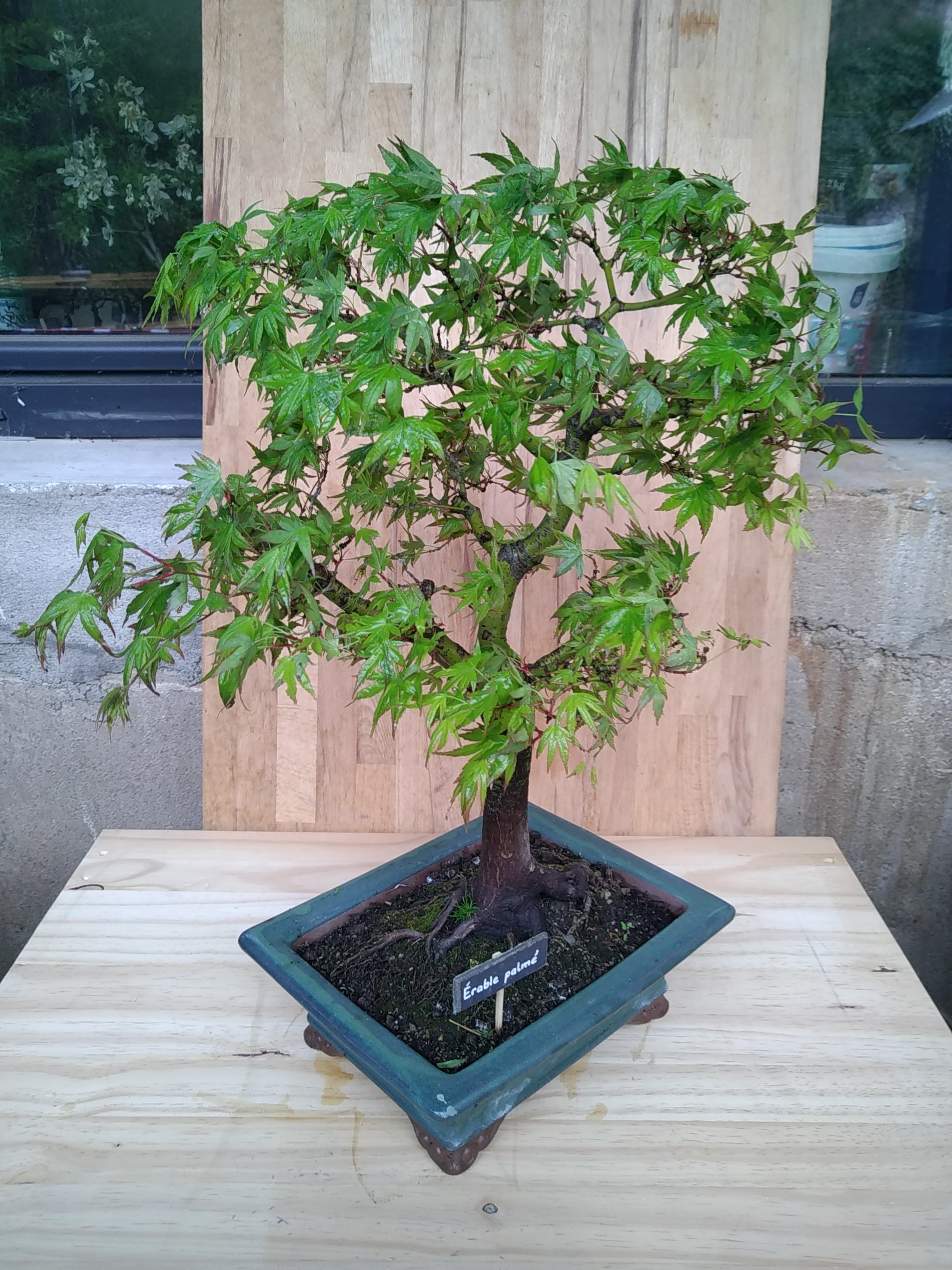 Photo du bonsaï : Erable palmé 01