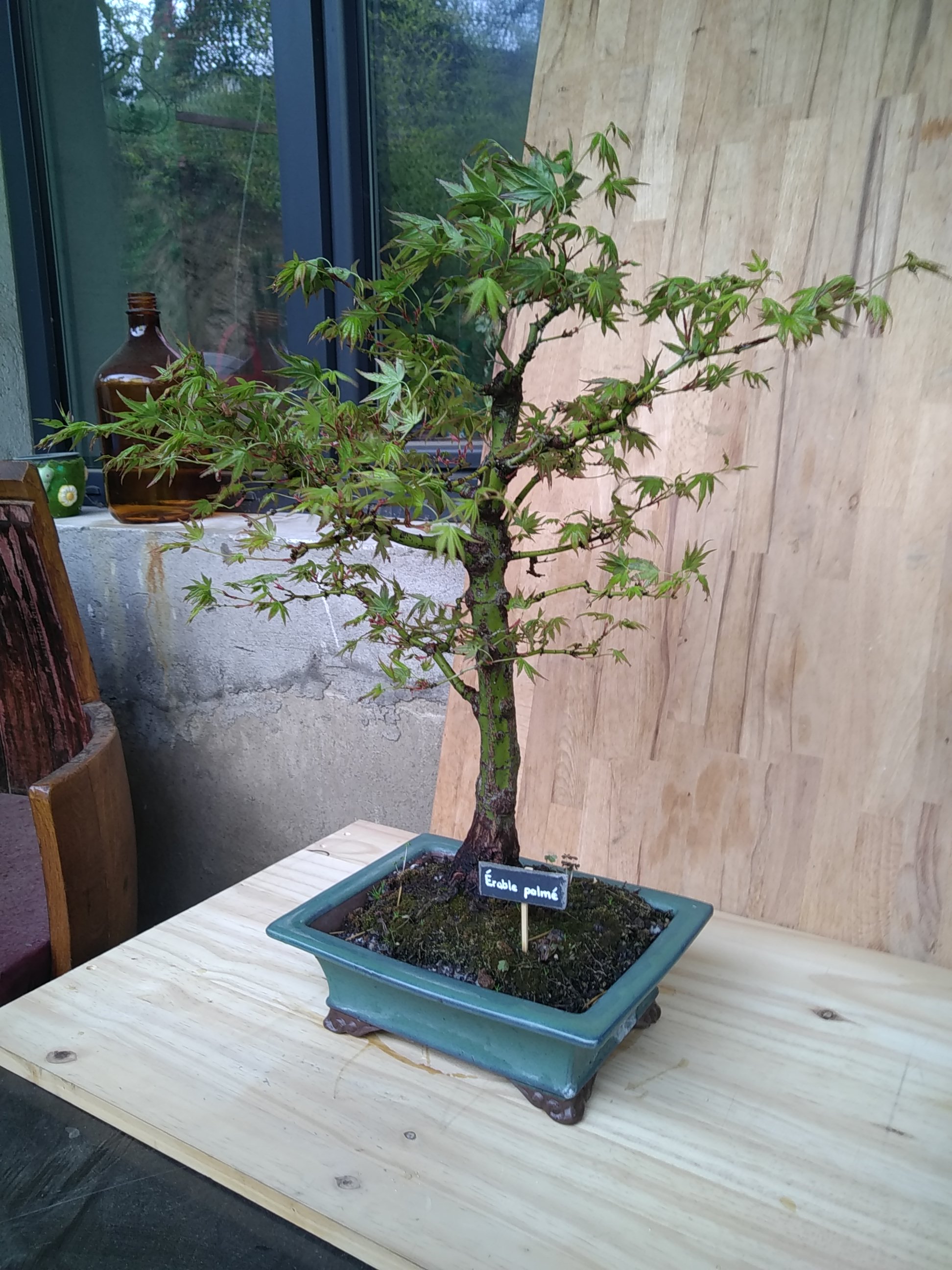 Photo du bonsaï : Erable palmé 02