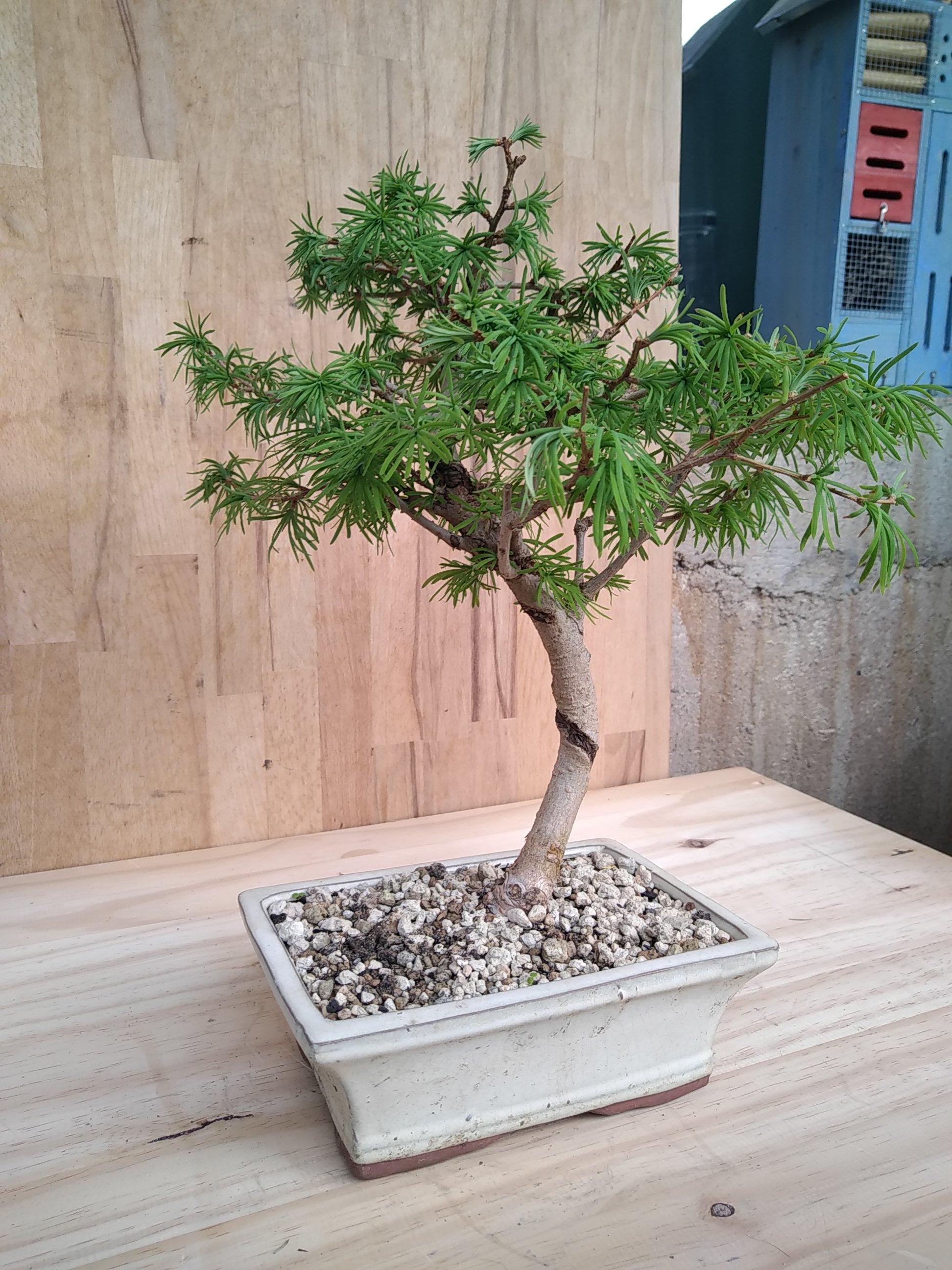 Photo du bonsaï : Melèze de Chine