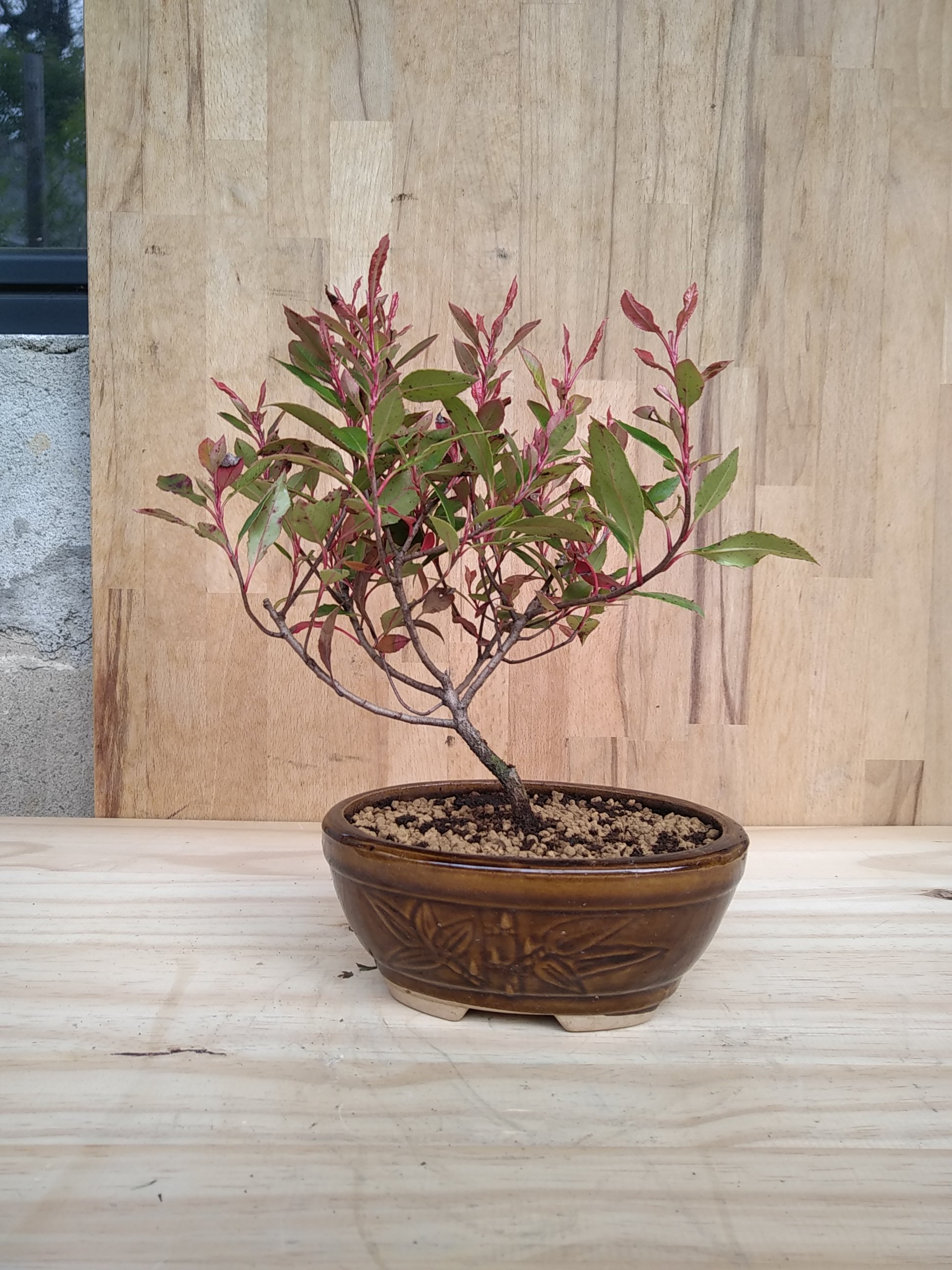 Photo du bonsaï : Photinia de fraser