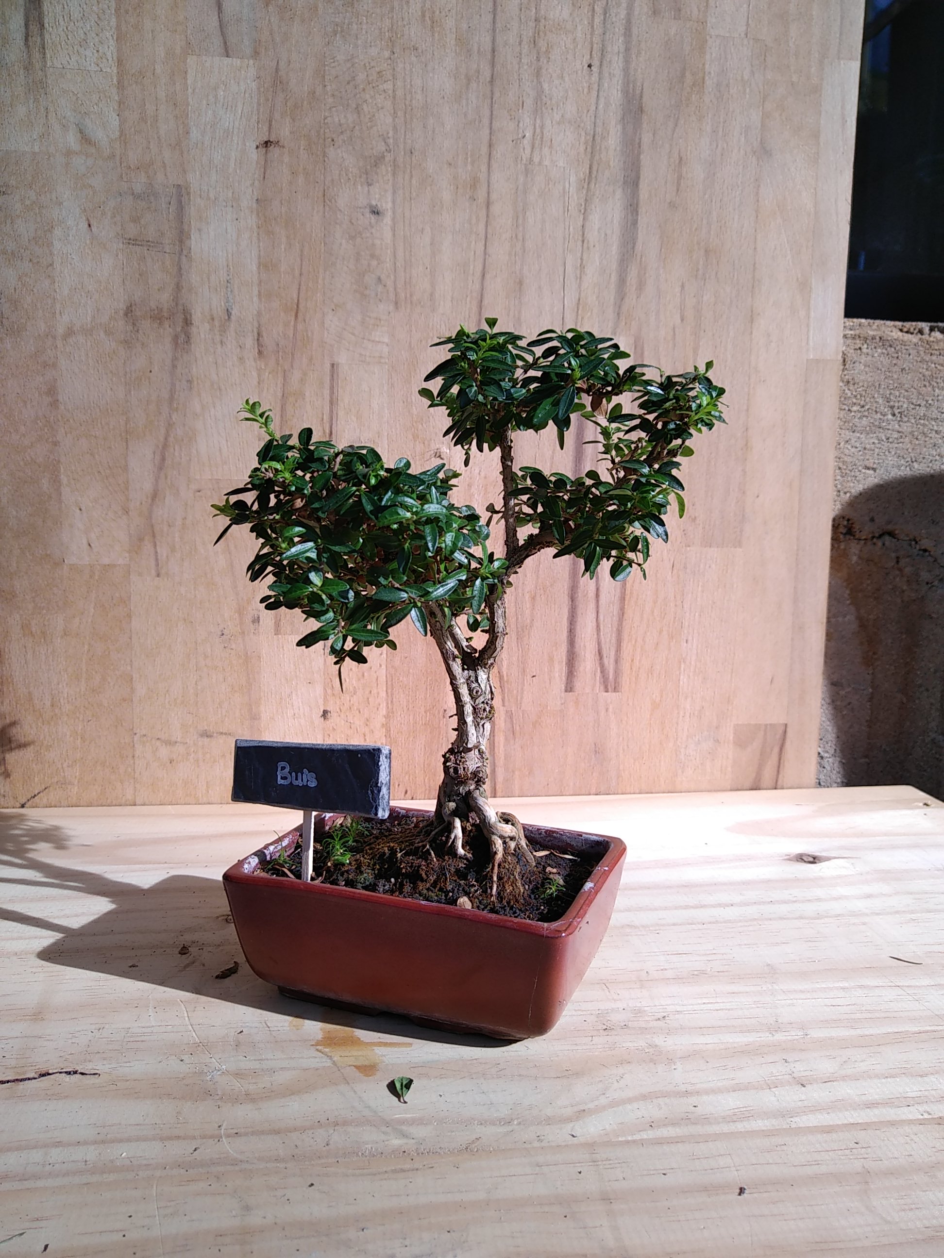 Photo du bonsaï : Buis