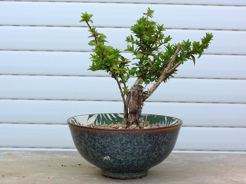 Photo du bonsaï : ionisera reno