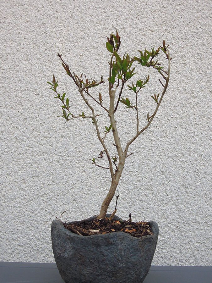 Photo du bonsaï : Grenadier