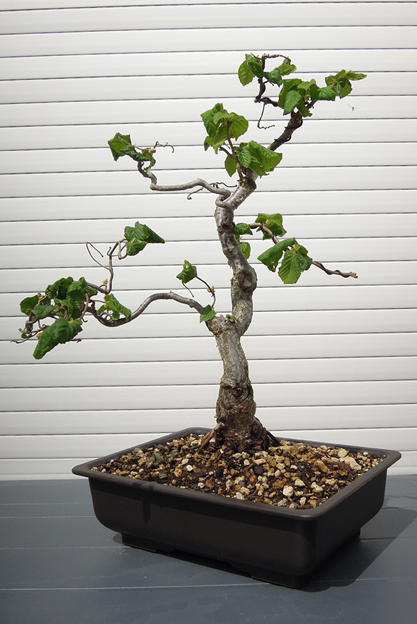 Photo du bonsaï : noisetier tortueux