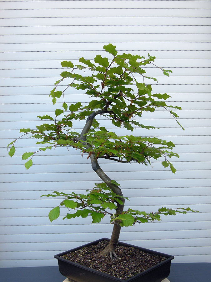 Photo du bonsaï : hêtre 052022