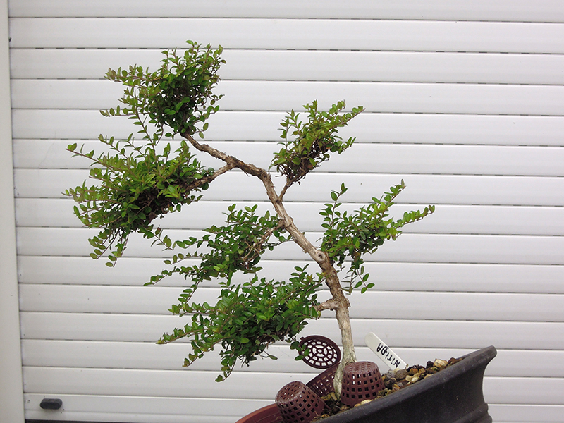 Photo du bonsaï : lonicera nitida