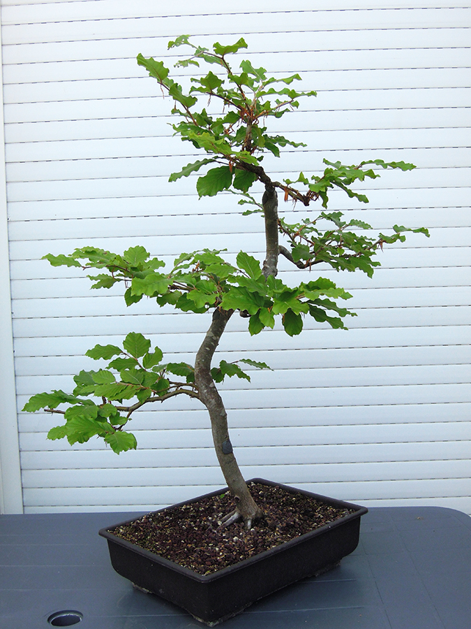Photo du bonsai : hêtre 