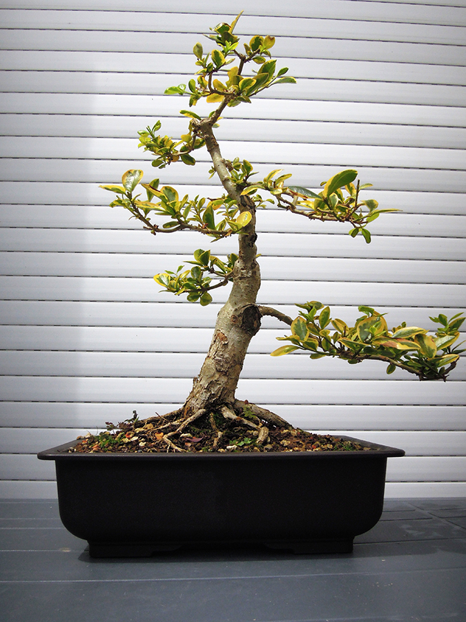 Photo du bonsaï : troene de Californie 