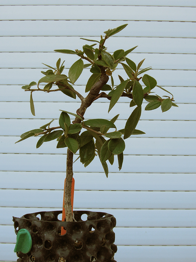 Photo du bonsaï : cotonéaster