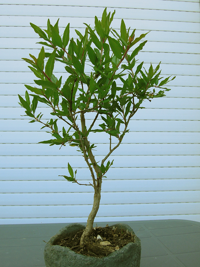 Photo du bonsaï : Grenadier juin 2022