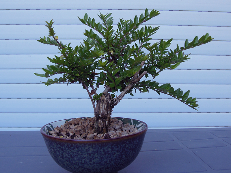 Photo du bonsaï : myrte juin 2022