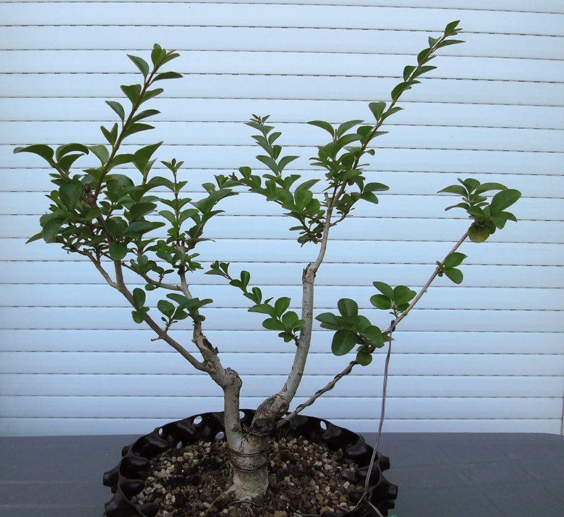 Photo du bonsaï : troene juin 2022