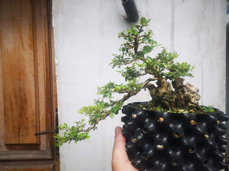 Photo du bonsaï : projet