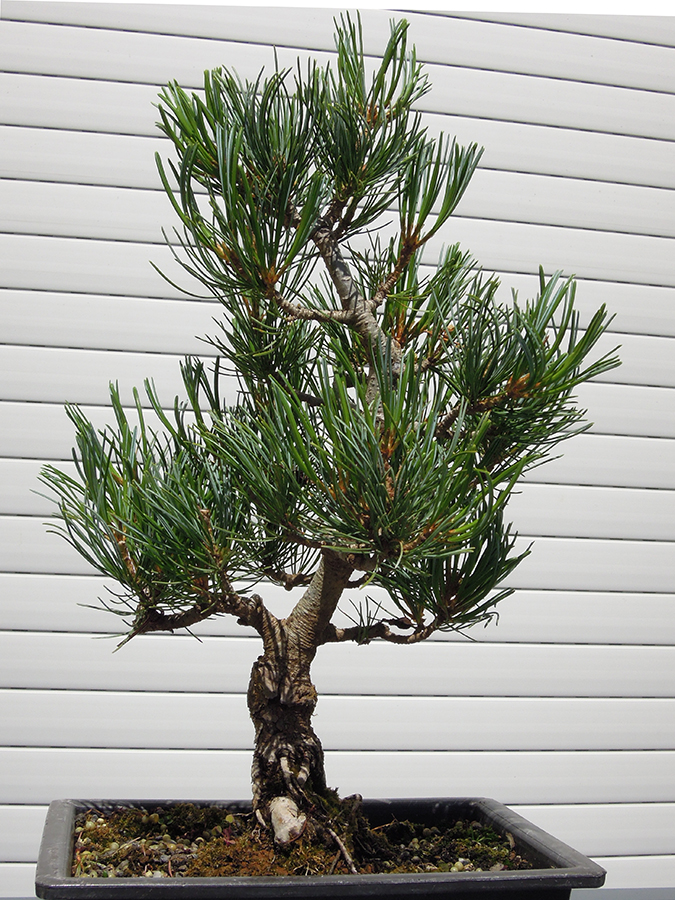Photo du bonsaï : pin blanc
