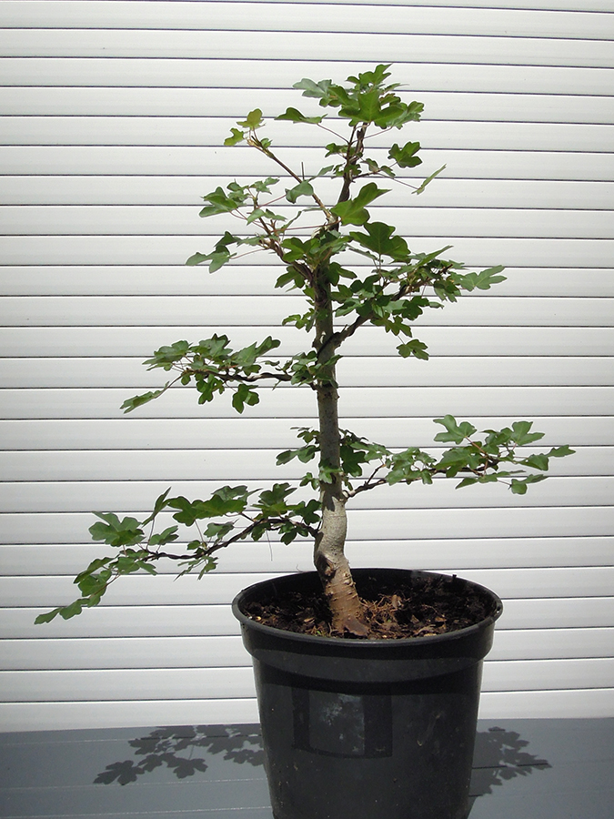 Photo du bonsaï : 15062022