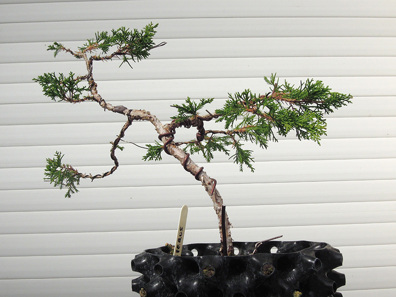 Photo du bonsai : 200920222