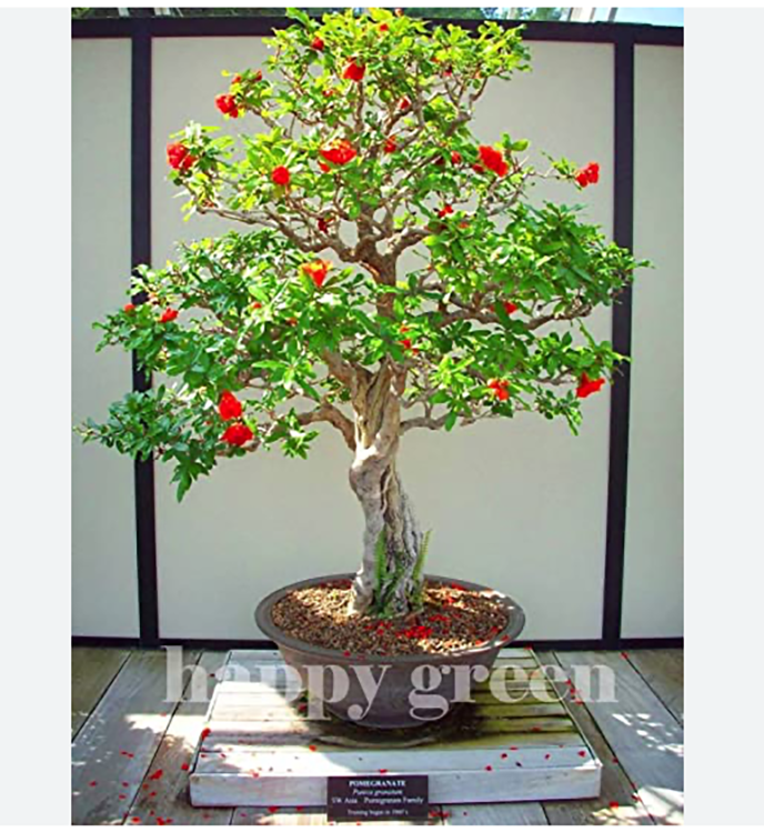 Photo du bonsai : Grenadier