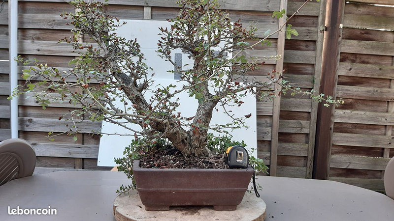 Photo du bonsaï : 29012023