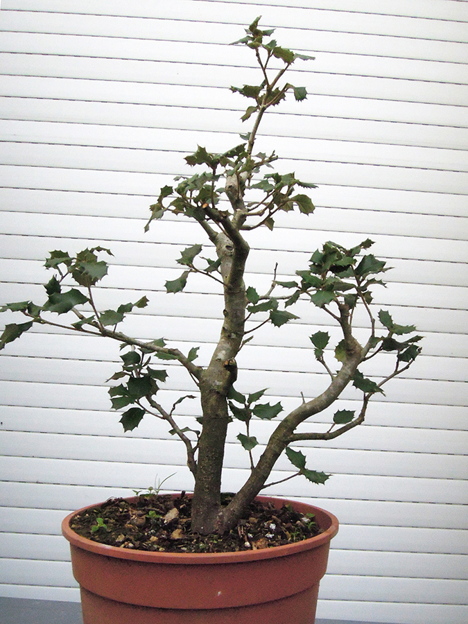 Photo du bonsaï : 12032023