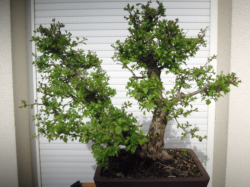 Photo du bonsaï : 11042023
