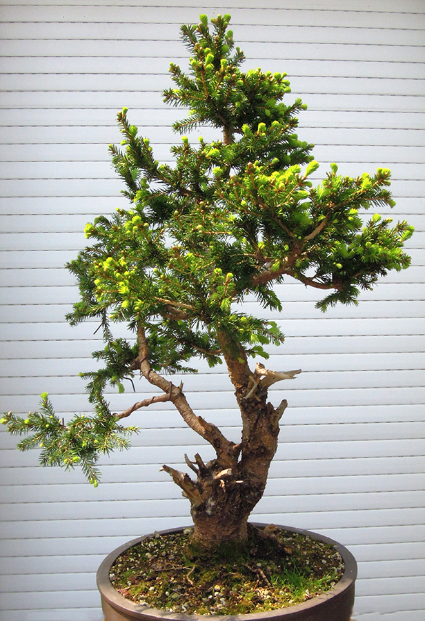 Photo du bonsaï : 14052023