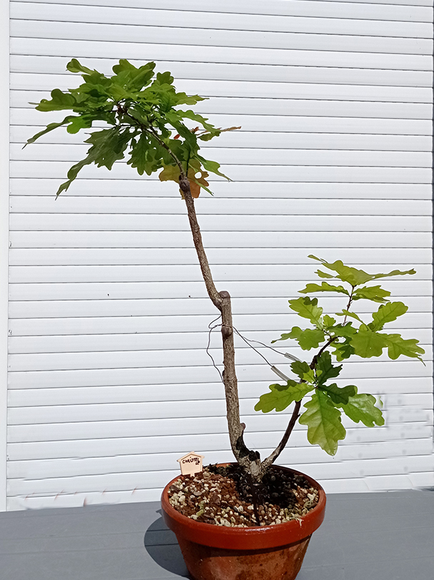 Photo du bonsai : 17052023