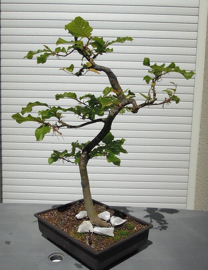Photo du bonsaï : hêtre 062023
