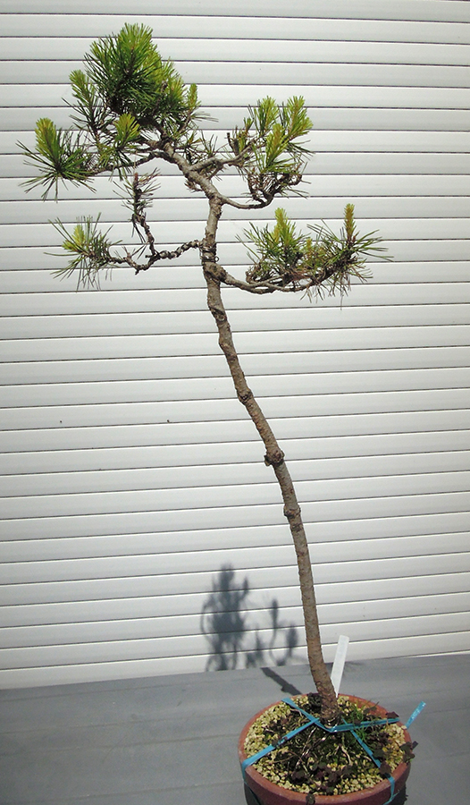Photo du bonsaï : pin sylvestre062023