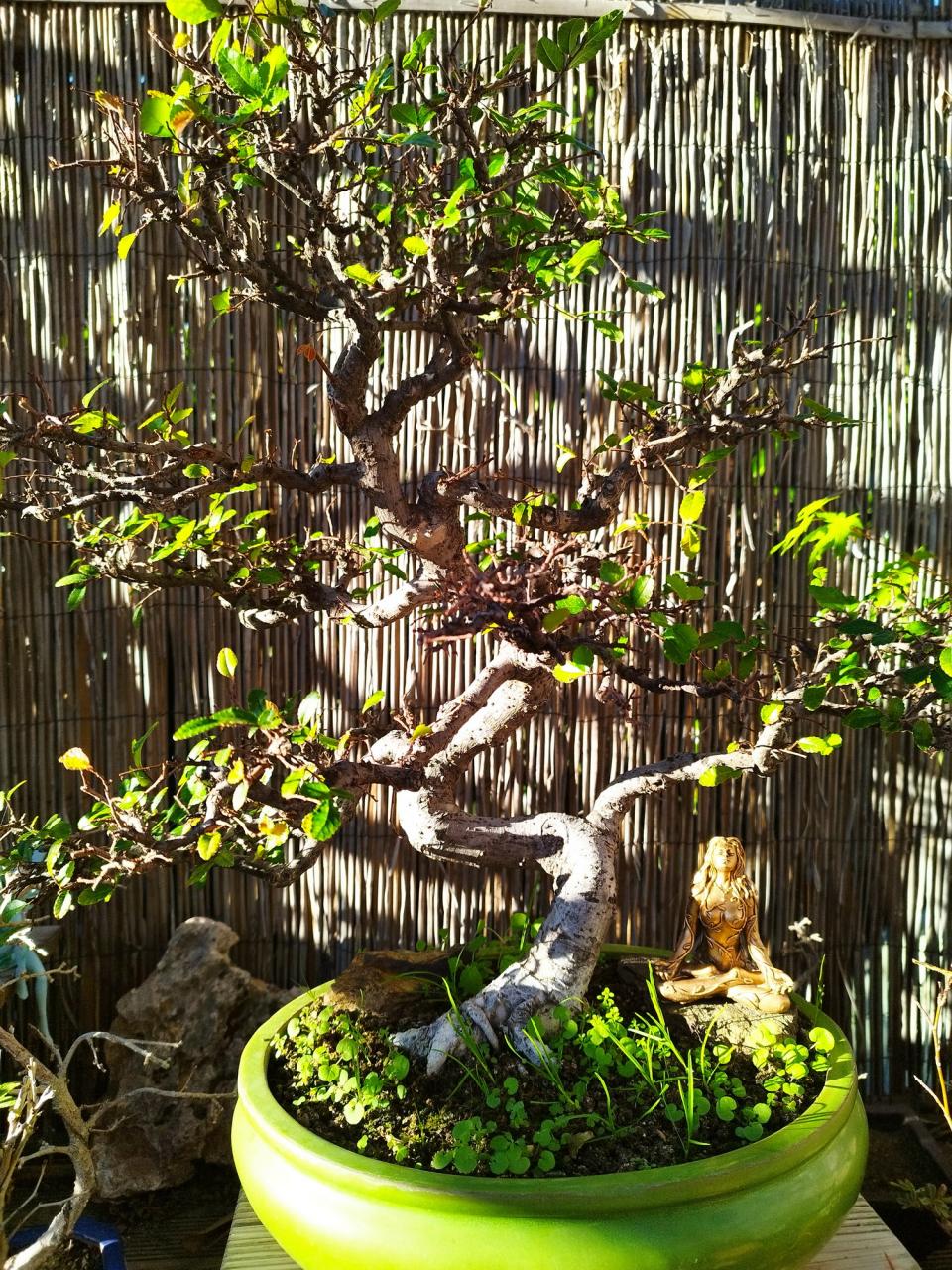Photo du bonsaï : Orme de chine