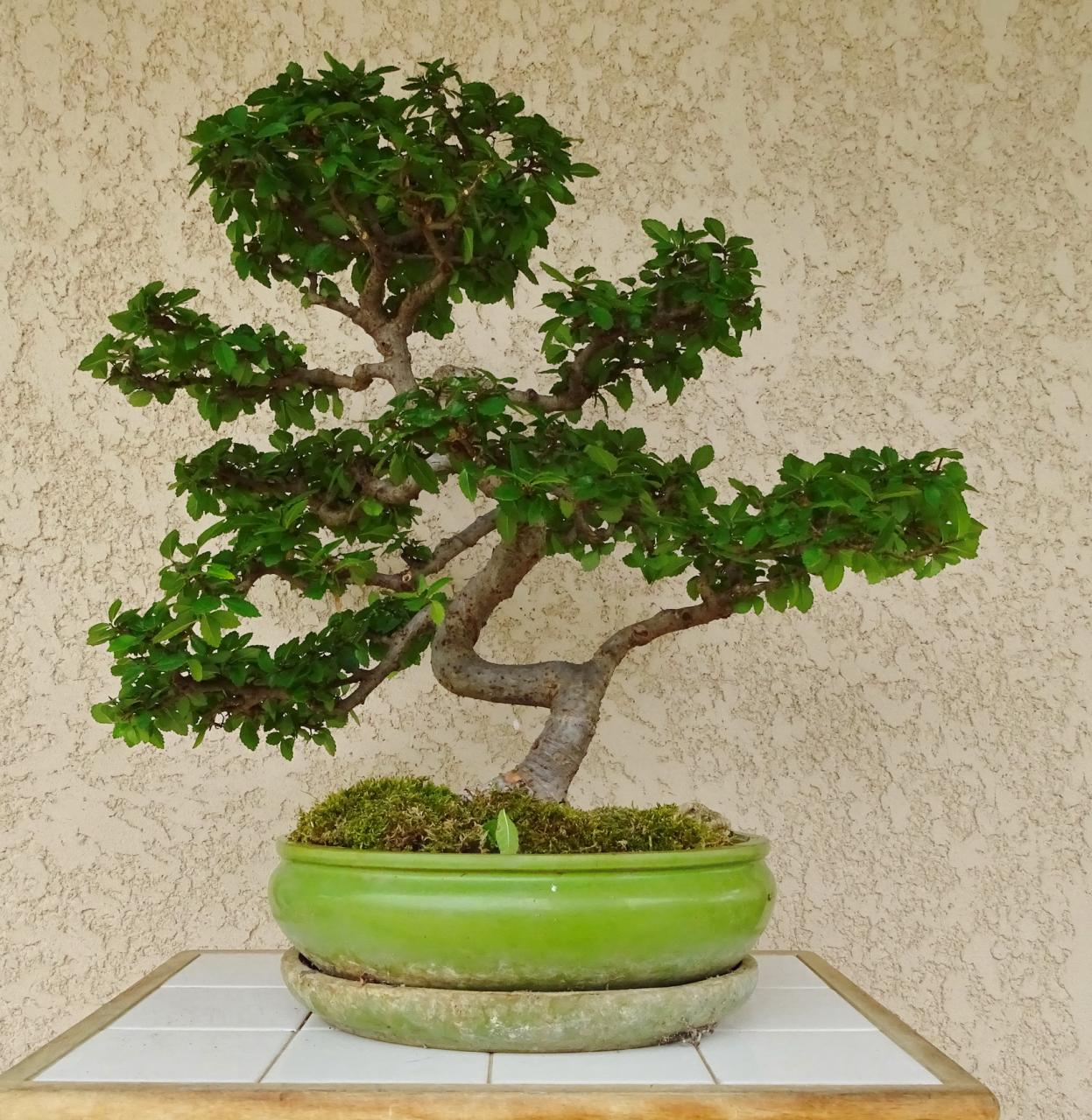 Photo du bonsaï : Orme de chine