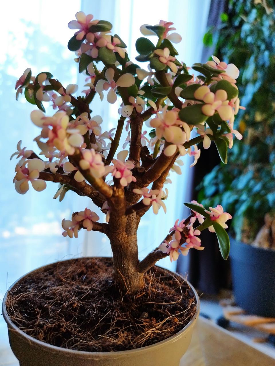Photo du bonsaï : Arbre de Jade