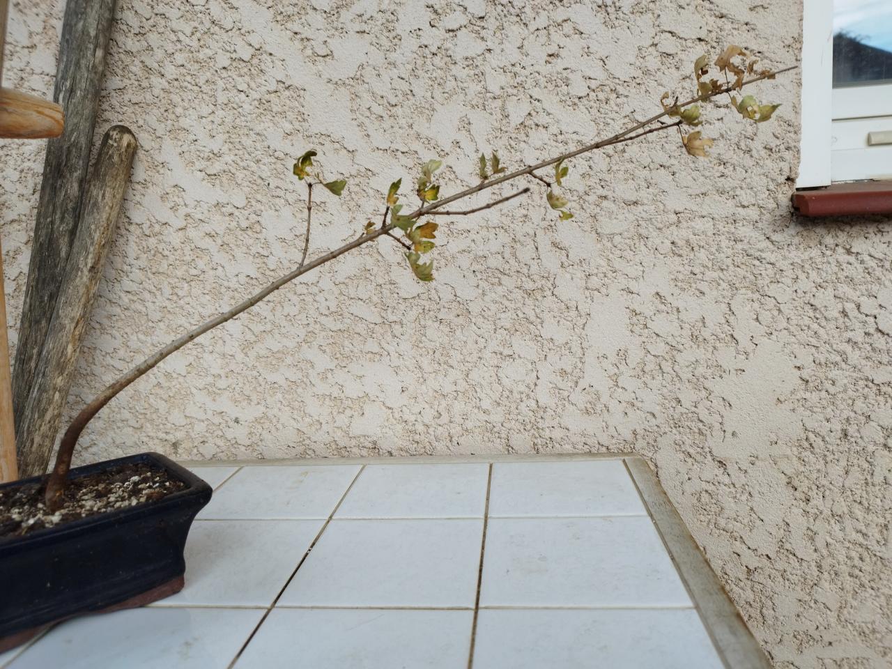 Photo du bonsaï : Erable Champètre