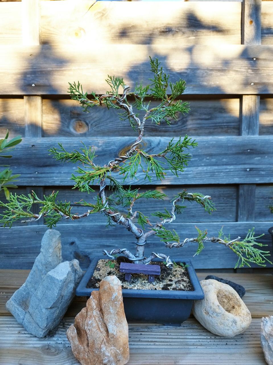Photo du bonsaï : Genevrier commun