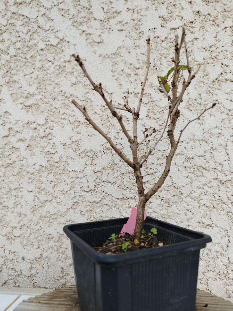 Photo du bonsaï : Cerisier du japon