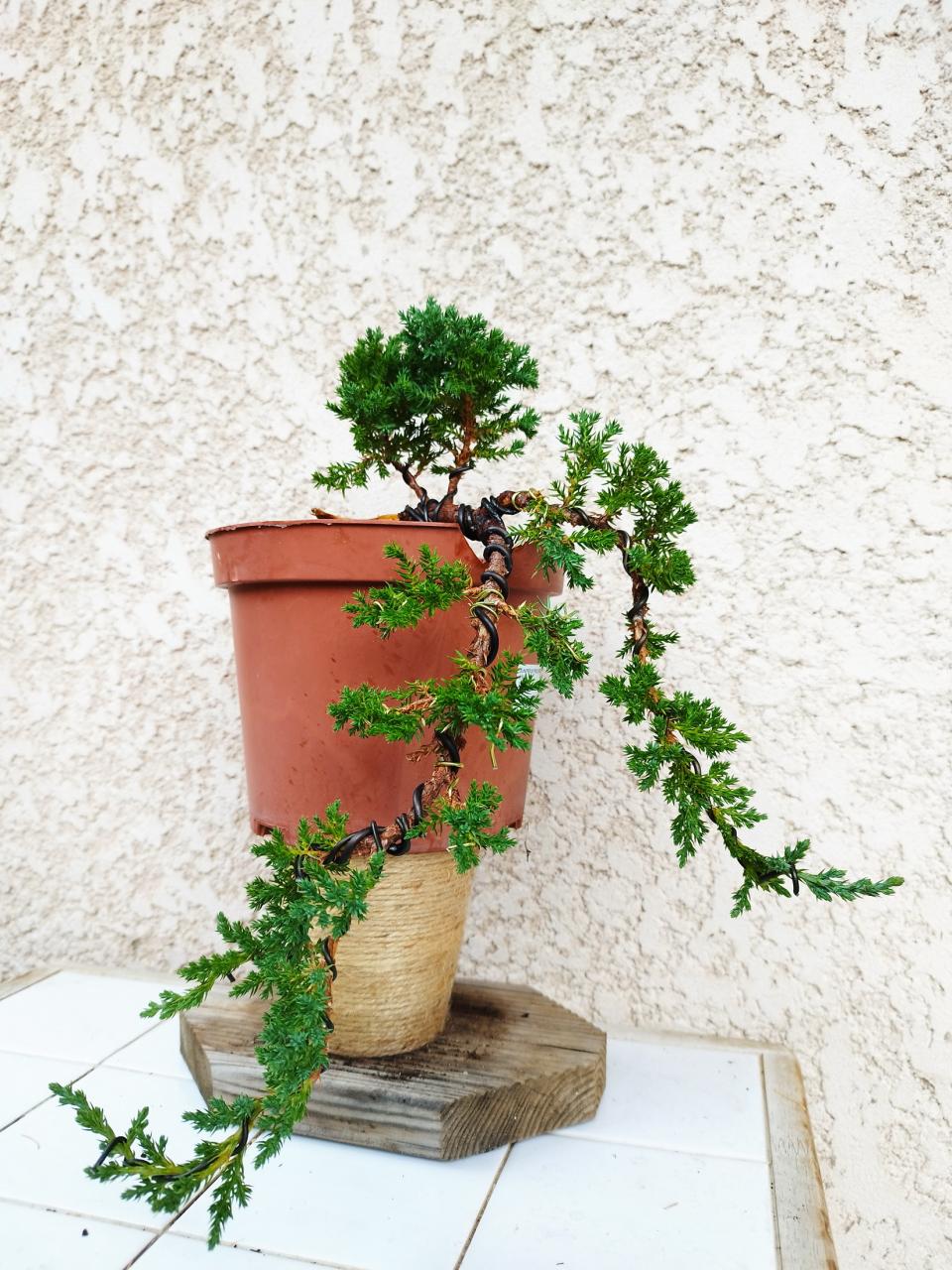Photo du bonsaï : Genevrier commun