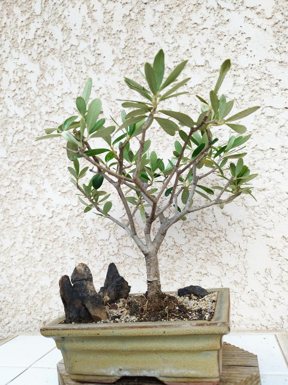 Photo du bonsaï : Olivier pépi.