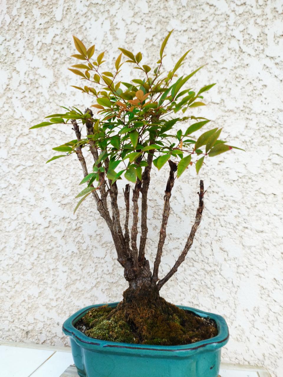 Photo du bonsaï : Nandina Bambou Sacré