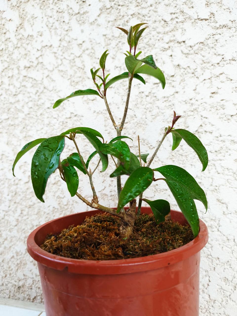 Photo du bonsaï : Troène