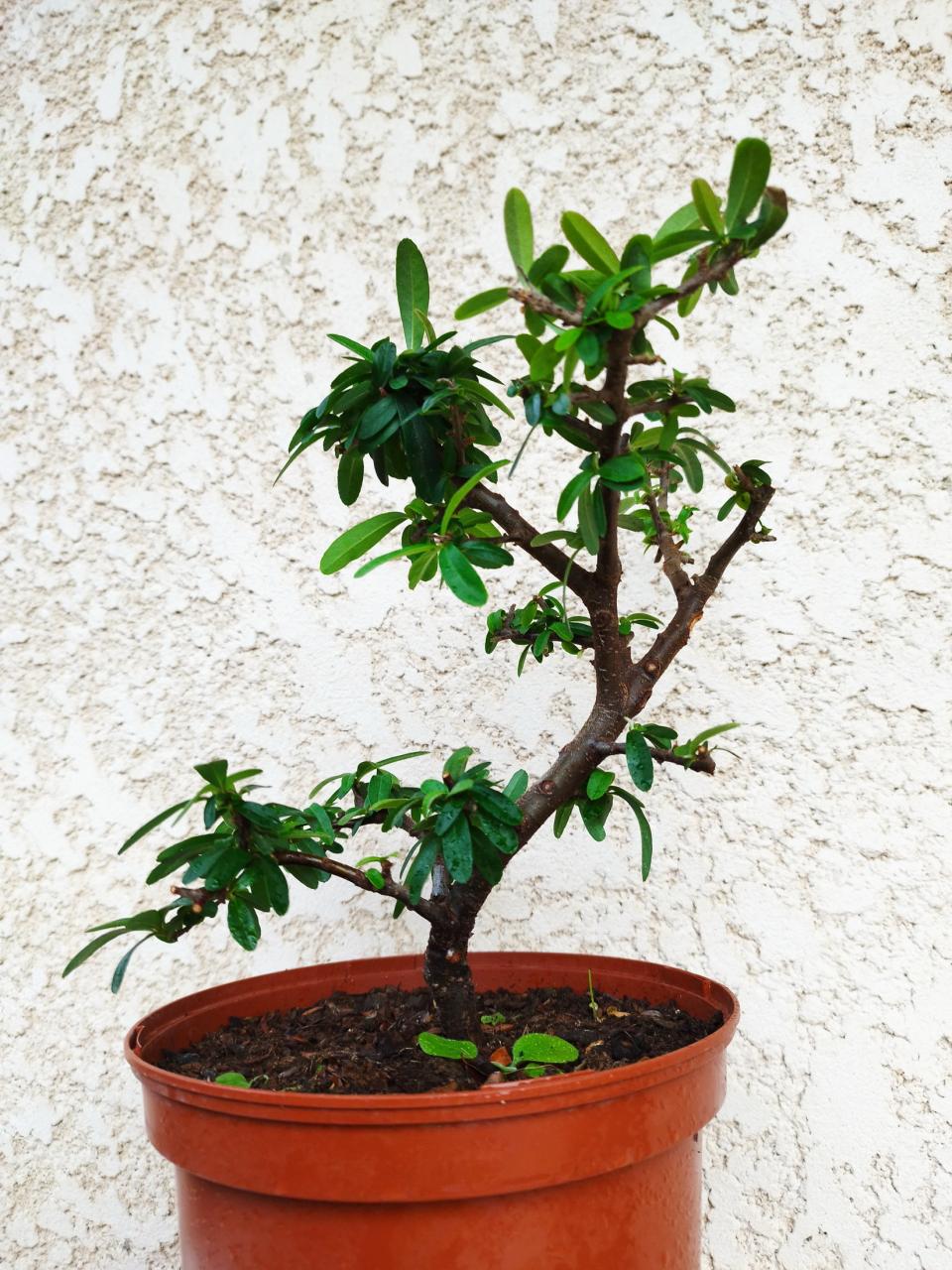 Photo du bonsaï : Pyracantha