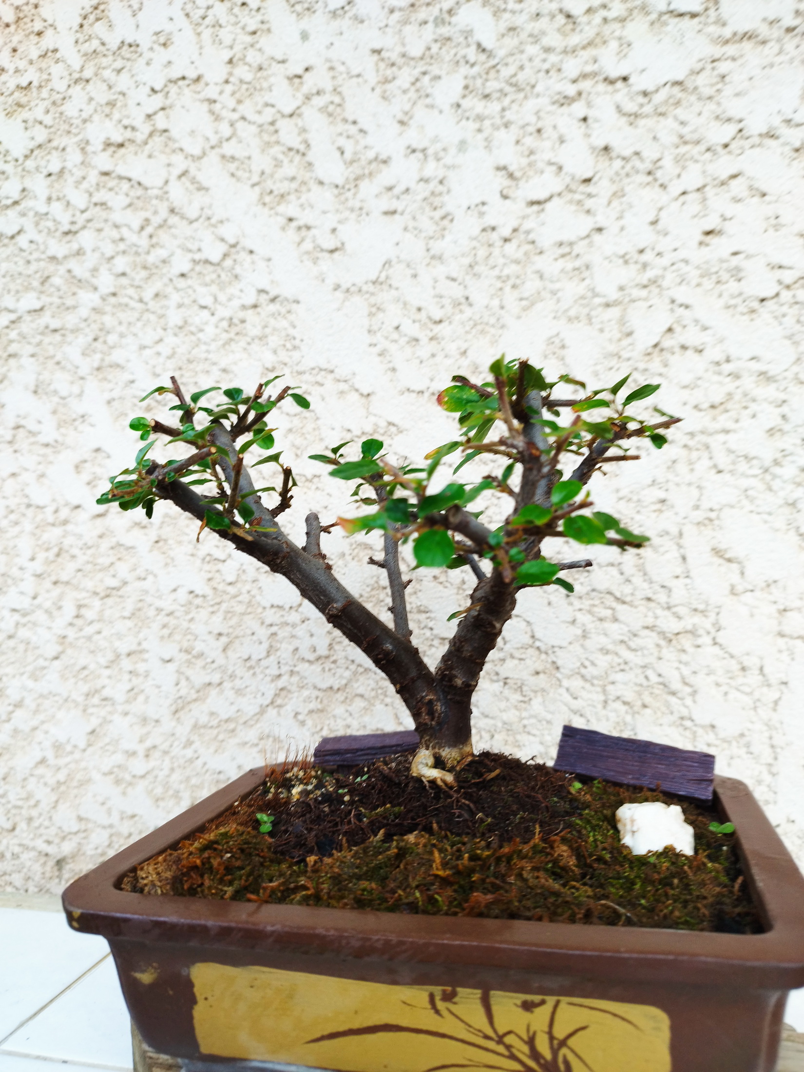 Photo du bonsaï : cotoneaster