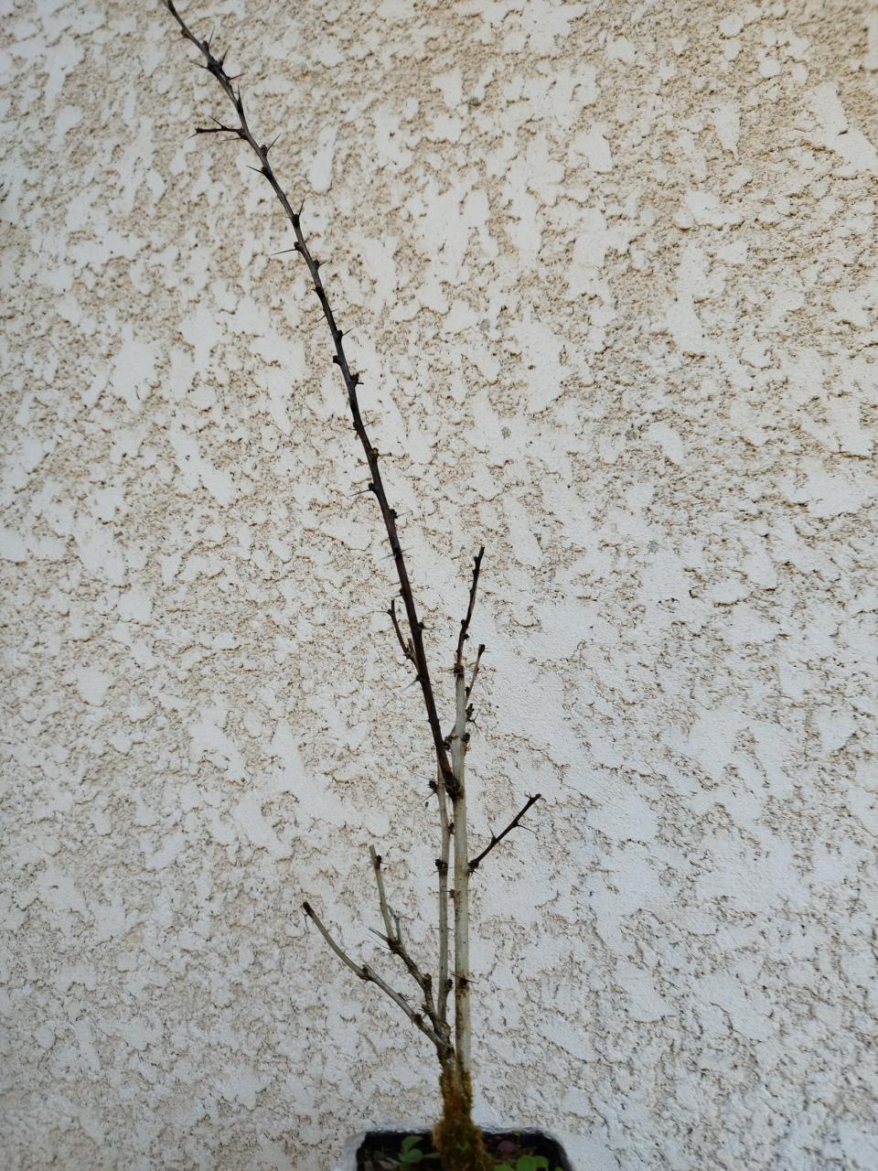 Photo du bonsaï : Berberis 2