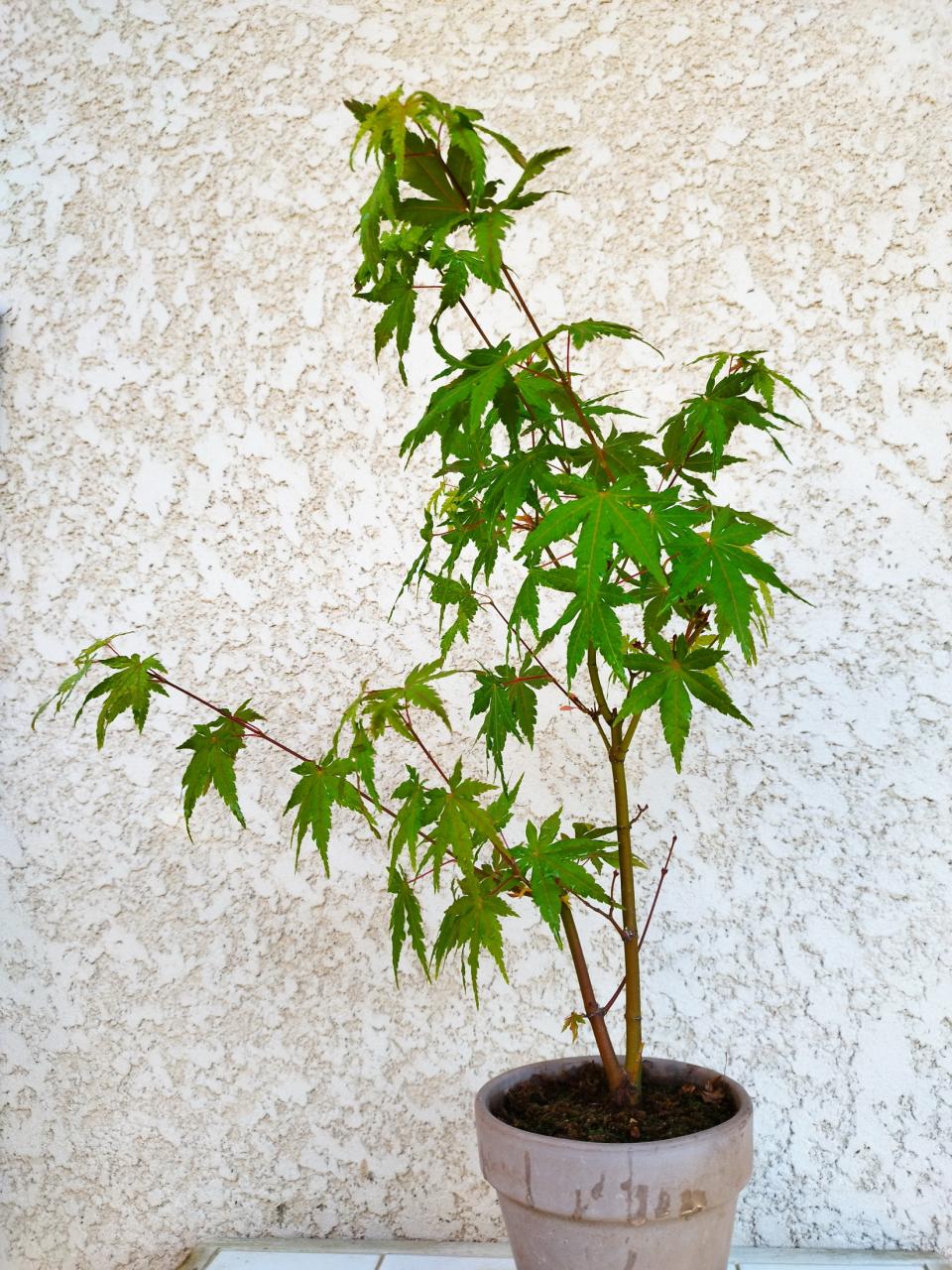 Photo du bonsaï : Erable du Japon