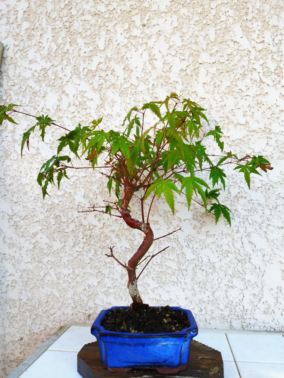 Photo du bonsaï : Erable du Japon 2
